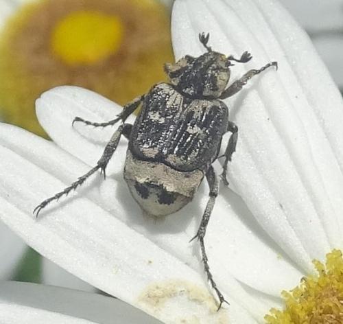 Valgus hemipterus